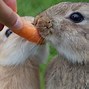 Image result for Fresh Born Rabbits