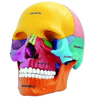 TDOU Human Anatomical Models Didactic Exploded Skull India | Ubuy