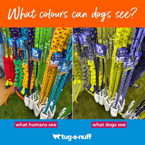 What colours can dogs see? Do they see what we see? – Tug-E-Nuff