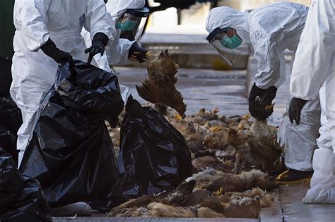 Bird Flu Has 56% Fatality Rate In Humans; Experts Bracing For Next Pandemic