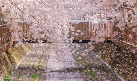 [Depart from Seoul] Jinhae Cherry Blossom DayTour - Klook India