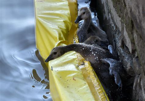 Image result for Stumpy One Hand