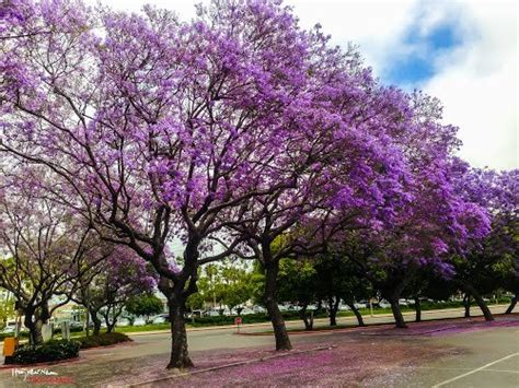 Creative Farmer Shade Tree Seeds : Black Poui Jacaranda - 20 Seeds ...