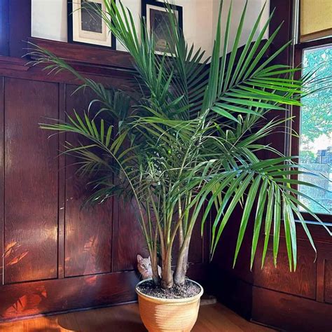 Majesty Palm Care: Is Ravenea Rivularis A Good Indoor Plant?