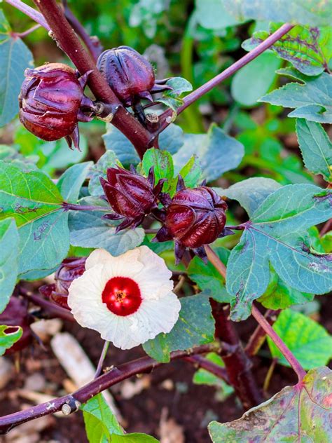 Roselle - Hibiscus Sabdariffa - Poppys Wild Kitchen