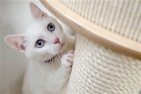 梦见白色的猫是什么意思预兆 - 原版周公解梦大全