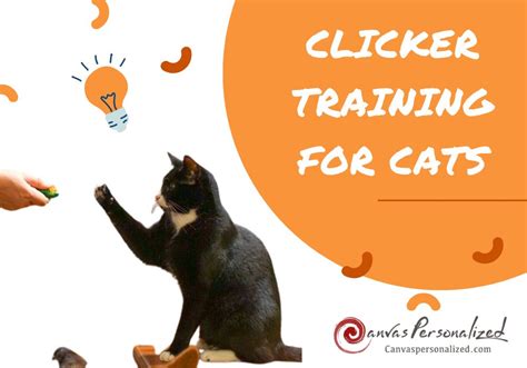 Image result for Clicker Training Cats