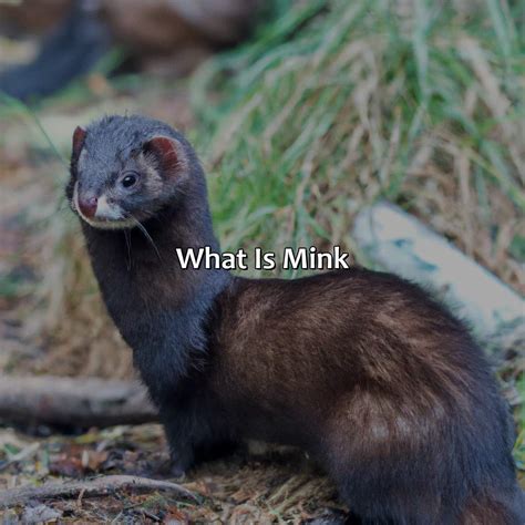 What Is Zombie Mink at Elma Thomas blog