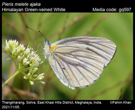 Pieris melete | Butterfly