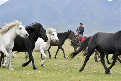 Photos Chine : chevaux de Shandan dans le Gansu — Chine Informations