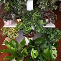 Image result for Tall Indoor Plants