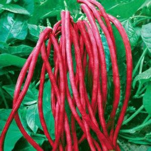 LADDU GOPAL RED COWPEA LOBIA SEED 450 Seeds x 1 Packet Seed Price in ...