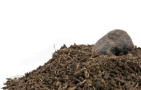 Repel Moles 的图像结果