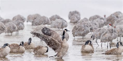 Geese Migration Patterns