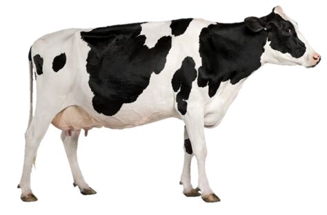 Image result for Cow Pi Python