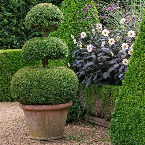 The Best Evergreen Plants For Pots at Andrew Leichhardt blog