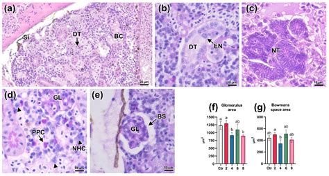 The Effects of Acute Bisphenol A Toxicity on the Hematological ...