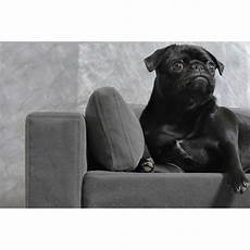 divanetto per cani divanetto per cani e gatti sfoderabile originale confortevole divanetto per cani divanetto per cani e gatti sfoderabile originale confortevole