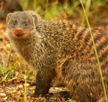 Mongoose - New World Encyclopedia