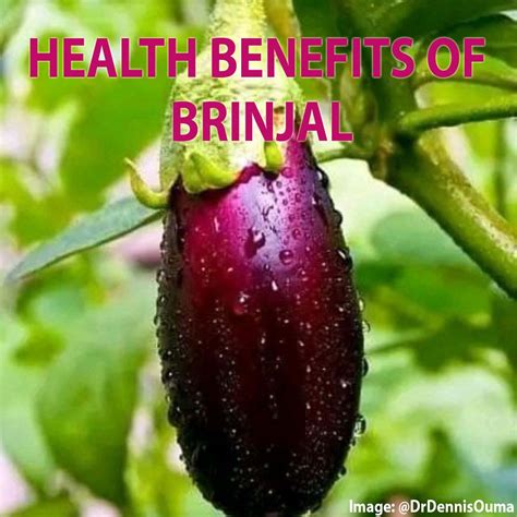 HEALTH BENEFITS OF BRINJAL – Consumers Association Penang