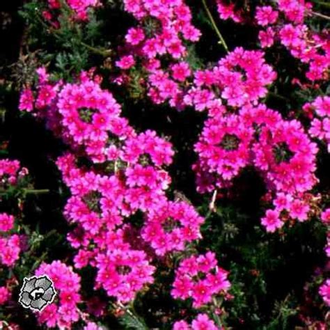 Vital thoroughness : spiritual meaning of flower, The Mother