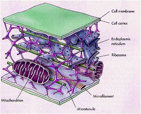 Image result for Cytoskeleton Structure