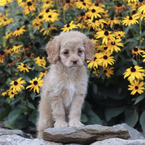 Image result for Adult Cockapoo Puppies