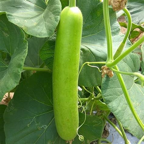 ACSEN HY VEG HYBRID BOTTLE GOURD VARUN (DUDHI) 50Gram Seed : Amazon.in ...