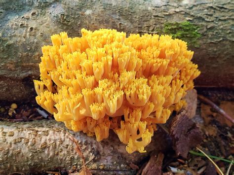 Maryland Biodiversity Project - Yellow-tipped Coral Fungus (Ramaria ...