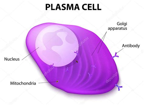 Plasma Cell Structure 的图像结果