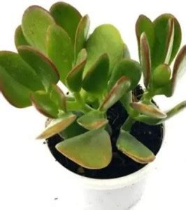 Cloud Farm Jade Plant Price in India - Buy Cloud Farm Jade Plant online ...