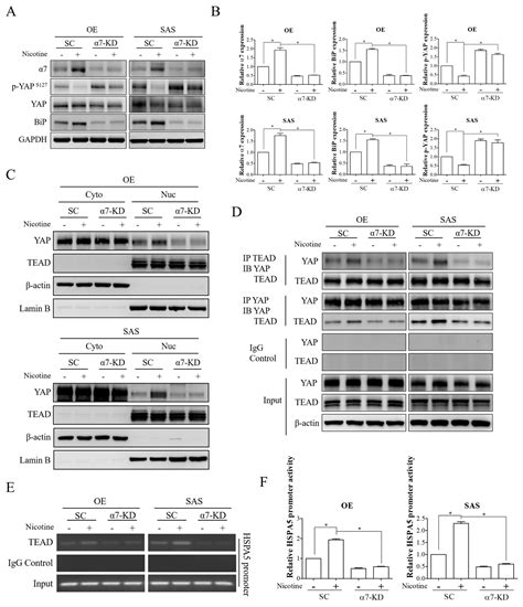 YAP-Dependent BiP Induction Is Involved in Nicotine-Mediated Oral ...