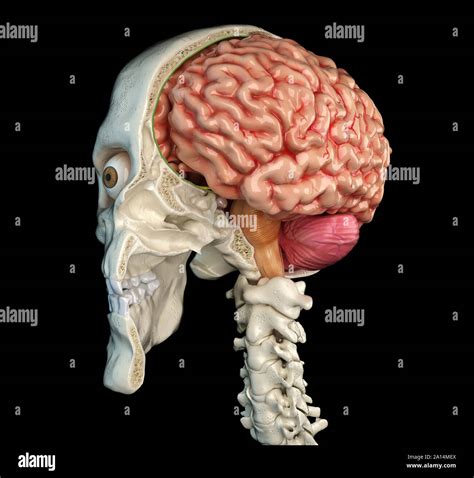 Sagittal section of the human brain hi-res stock photography and images ...