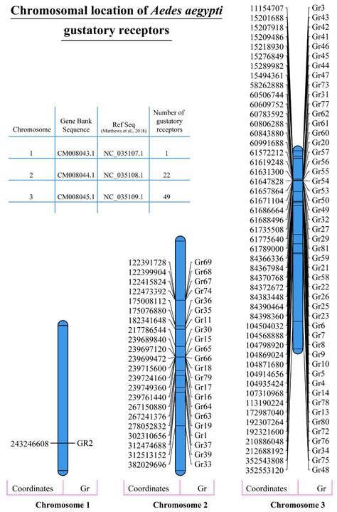 In Silico Characterisation of the Aedes aegypti Gustatory Receptors