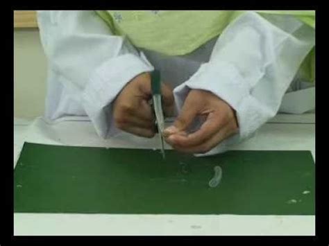 Image result for Lung Model Science Fair