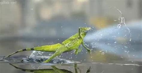 Image result for Lizard HTML Report Example