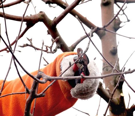 Image result for Apple Tree Pruning