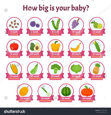 26 Week Baby | ppgbbe.intranet.biologia.ufrj.br