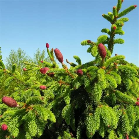 Ялина звичайна Акрокона, Picea abies Acrocona | САД ПОЛТАВИ