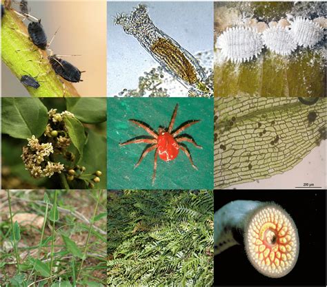 Multicellular Animals Examples