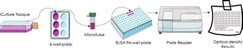 Image result for Elisa Protocol Ind Application