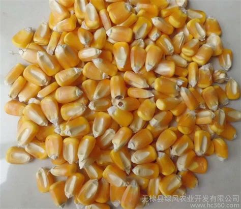玉米种子_360百科