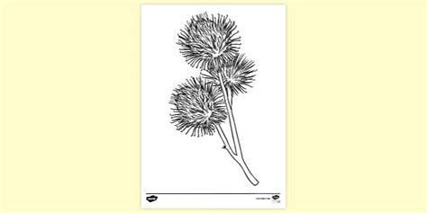 Burdock Colouring | Colouring Sheets (teacher made) - Twinkl
