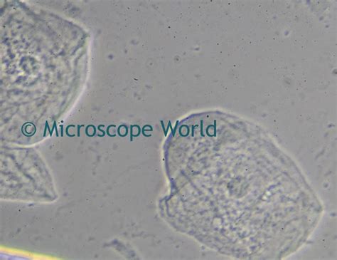 Cheeks Cells Under a Compound Microscope 的图像结果