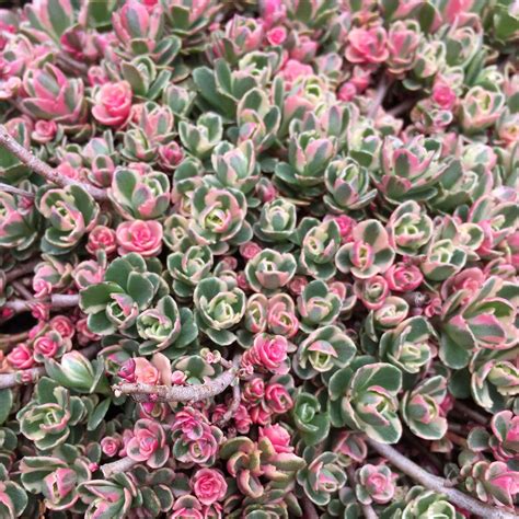 Succulent Ground Cover Plants