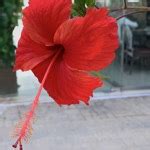 Can someone explain the job level hierarchy in Accenture? I have 4 ...