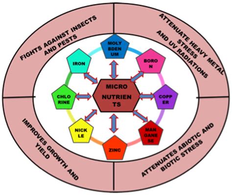 Micronutrient Deficiency and Toxicity in Plants | Encyclopedia MDPI