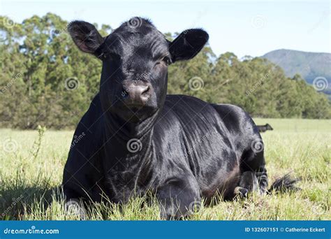 Beautiful Black Aberdeen Angus Cow Stock Image - Image of livestock ...