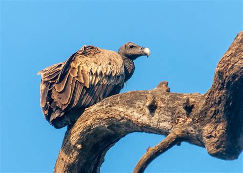 Vulture Crisis: Feeding Ecology and Conservation Coverage