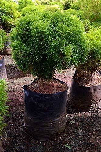 Rain Forest Dwarf Rare Live Plant ' Ball Aralia, Aralia Bush ' Green ...